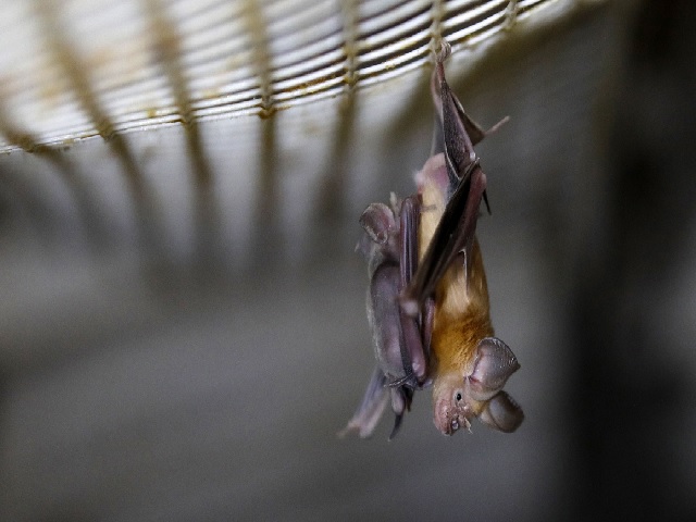 Six new coronaviruses in bats